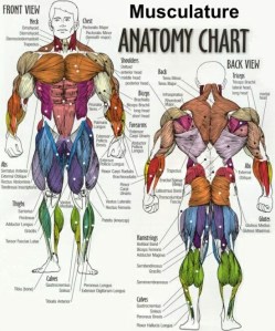 muscle_diagram